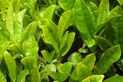 和束茶は、天下一といわれる宇治茶の名声を支えてきたお茶