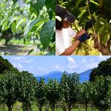 杜仲茶の製造販売